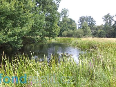 Prodej ostatních pozemků 3525 m² Dvory nad Lužnicí