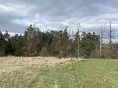 Prodej lesa 2084 m² Slavičky