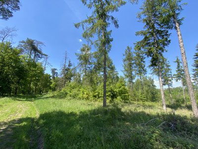 Prodej lesa 15167 m² Kropáčova Vrutice