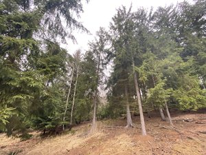 Prodej lesa 14495 m² Bezděčí u Trnávky