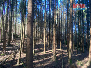 Prodej lesa Jankov