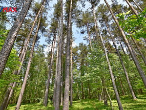 Prodej lesa 6930 m² Olešnice