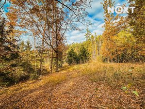 Prodej lesa 10398 m² Ostřetín