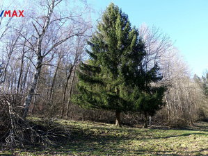 Prodej lesa 9560 m² Česká Kamenice