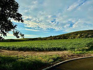 Prodej stavební parcely 258 m² Přítluky