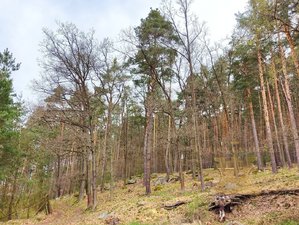 Prodej lesa 24035 m² Kosova Hora