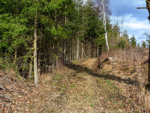 Prodej lesa 2583 m² Rozsochatec