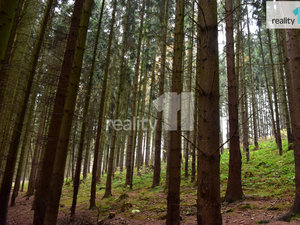 Prodej lesa 8014 m² Meziměstí