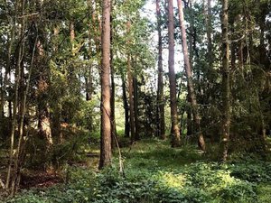 Prodej lesa 3657 m² Třeboň