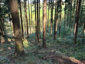 Prodej lesa 12819 m² Luhačovice