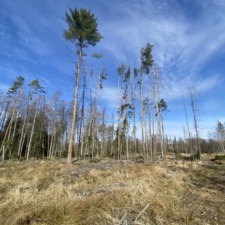 Prodej lesa 11 150 m² Sázavka