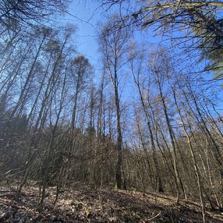 Prodej lesa 6 007 m² Borovnička