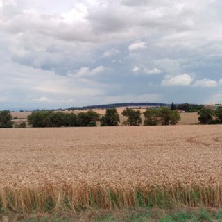 Prodej zemědělské půdy 5 603 m² Pavlovice u Kojetína, 