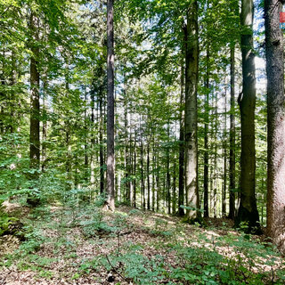 Prodej lesa Horní Heřmanice