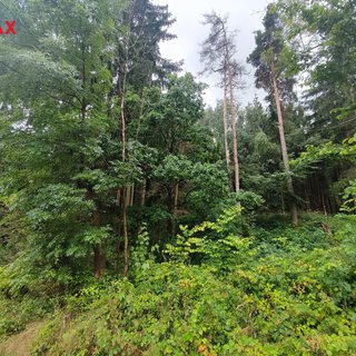 Prodej lesa 9 227 m² Radošovice