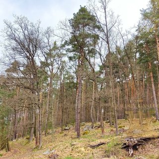 Prodej lesa 24 035 m² Kosova Hora, 