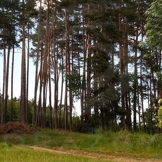 Prodej lesa 14 868 m² Miloňovice