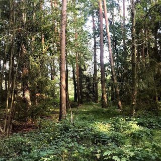 Prodej lesa 3 657 m² Třeboň