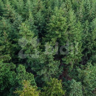 Prodej lesa 951 m² Klášterec nad Orlicí, 