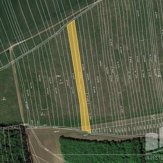 Prodej zemědělské půdy 12 018 m² Brumovice