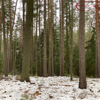 Prodej lesa 162 122 m² Plužná, 