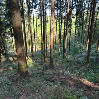 Prodej lesa 12 819 m² Luhačovice, Mlýnská